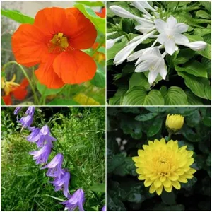 Olive Green Decoration Ornamental Garden Plants Customized Size Yellow thumbnail-1