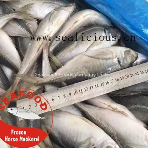 Frozen Horse Mackerel New Fresh Fish thumbnail-3