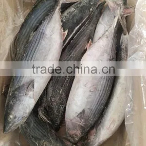Frozen Bonito(Sarda Orientalis) 2kg+/pc thumbnail-1