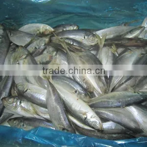 Mid Size Sea Frozen Horse Mackerel thumbnail-1