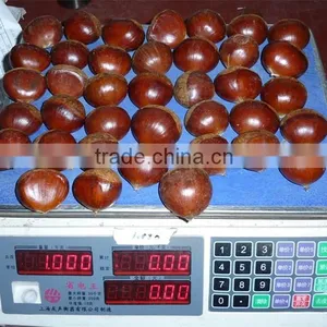 Fresh Chestnut thumbnail-6