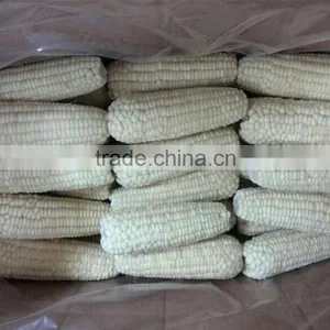 Non-gmo IQF Whole White Sweet Corn and Cob thumbnail-3