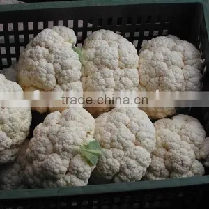 2016 New Crop Fresh Cauliflower (chinese) thumbnail-1