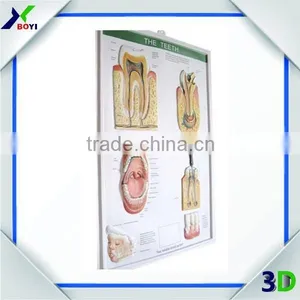 Custom Human Anatomy 3D Embossed Plastic Posters Printing thumbnail-5