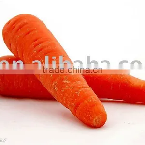 Fresh Carrot thumbnail-1