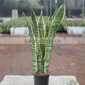 37-45 CM Natural Sansevieria Trifasciata thumbnail-1