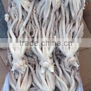 2016 Newly Arrived Frozen Eye Off, Beak off Squid Tentacle From China thumbnail-3