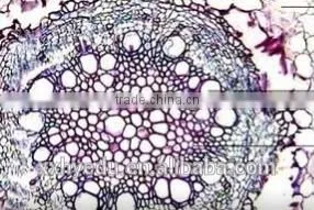 Agronomy Microscope Prepared Slides , Economy Crop Prepared Slide,stem Prepared Slides You Can Choose From thumbnail-1