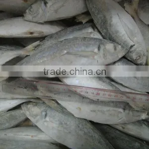 Frozen IQF Horse Mackerel thumbnail-1