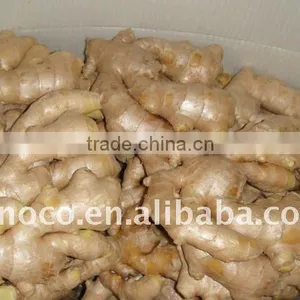Air Dry Ginger From China thumbnail-1