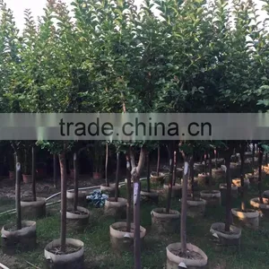 Small Leave Lagerstroemia Indica thumbnail-2