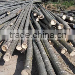 World Furniture Bamboo thumbnail-1