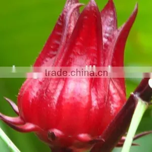 Good Flavour Hibiscus Flower Hibiscus Sabdariffa Extract 5:1,10:1,20:1and Spray-dried Powders thumbnail-3