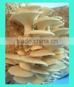 Oyster Mushroom thumbnail-1