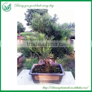 Ficus Chinese Bonsai thumbnail-5