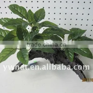 Aquarium Plants thumbnail-1