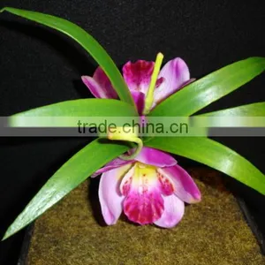 Fabric Flower thumbnail-1