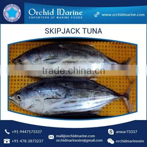 Frozen Skipjack Tuna Whole Round Frozen Tuna Fish Price thumbnail-2