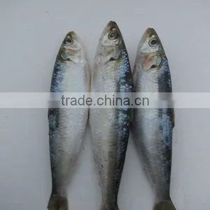 Frozen Sardin 150-200g thumbnail-1
