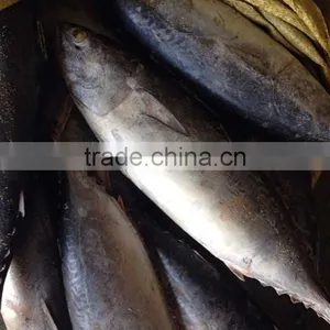 Frozen Tuna Bonito/Frozen Fish thumbnail-1
