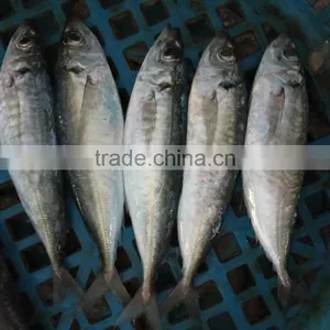 Frozen Hot Sale Horse Mackerel Whole thumbnail-1