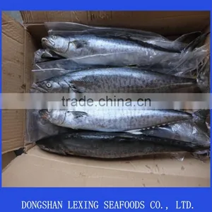 Frozen Spanish Mackerel,IQF,W/R,fresh thumbnail-1