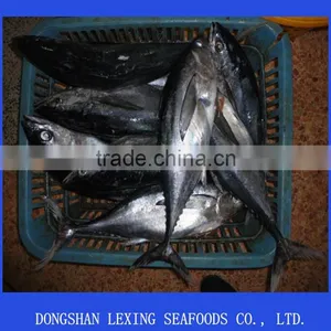 Frozen Big Eye Whole Tuna Fish thumbnail-1