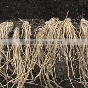Asparagus Racemosus thumbnail-1