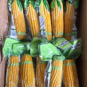 Quality Best Price Advanced Quality Natural Fresh Sweet Corn Food Prices thumbnail-3
