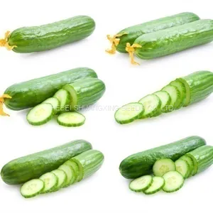 Early Maturity Hybrid Cucumber Seeds for Sale thumbnail-5