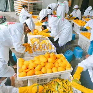 Commercial Mango Dryer Mango Dehydration Machine Mango Drying Production Line for Fruit Processing thumbnail-3
