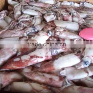 Frozen Whole Round High Quality Squid and Todarodes Pacificus thumbnail-4