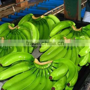Grade A Fresh Cavendish Bananas thumbnail-1
