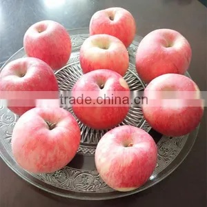 China Fuji Apple Supplier Red Fuji Apple Tree thumbnail-4