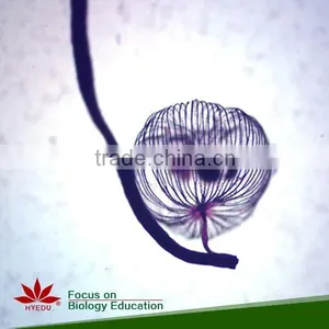 Hot Sale 40pcs High Quality Medical Parasitology Prepared Slides Set thumbnail-2
