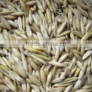 Oats thumbnail-1