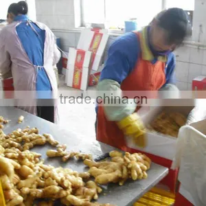 Perfect Ginger Crop 2011 thumbnail-1