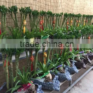 Dracaena Sanderiana Sander thumbnail-2