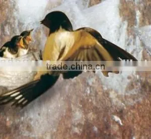 BIRD NEST thumbnail-5