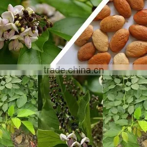 Indian Karanj Forestry Tree Seeds Pongamia Pinnata Rajasthan Asia thumbnail-1