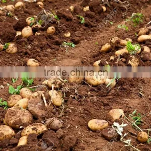 Vietnam Origin Potato 2016 New Crop With Wholesale thumbnail-3