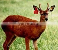 Animal Plastic Ear Tag/ RFID Animal Ear Tag for Livestock thumbnail-6