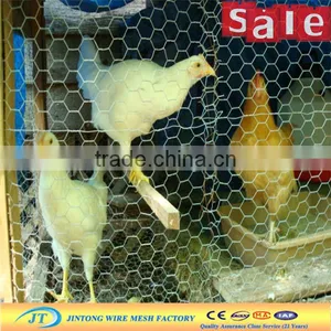 Chicken Coop Hexagonal Wire Mesh thumbnail-3