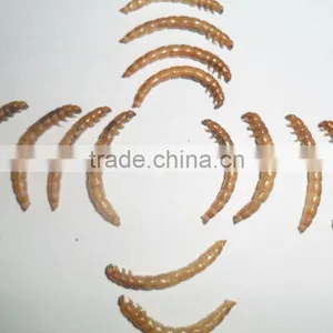 Good Quality Mealworm Treats thumbnail-2
