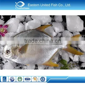 New Arrival Frozen Golden Pompano Pomfret thumbnail-1