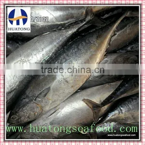 Frozen Bonito Fish 150-200g thumbnail-1