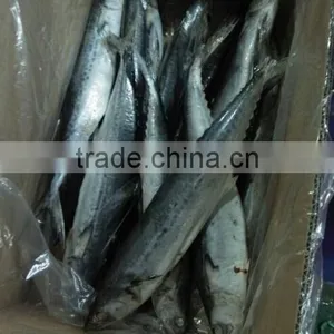Frozen Spotted Spainsh Mackerel thumbnail-4