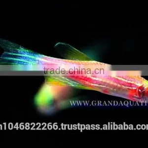 Pink Danio Fish Farm For Sale and Aquarium Fish Export thumbnail-2