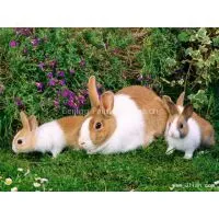 Test Image Upload thumbnail-1