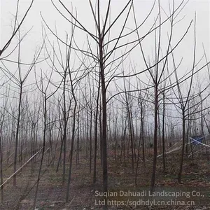 New Price Quotation for Melia Azedarach Trees With a 10 - Centimeter Caliper in Jiangsu in 2020 From the Melia Azedarach Tree Base for Street Trees thumbnail-4